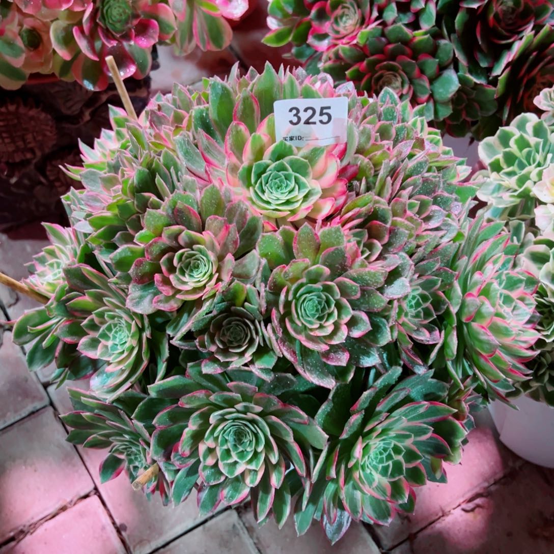 325万花筒法师多肉植物