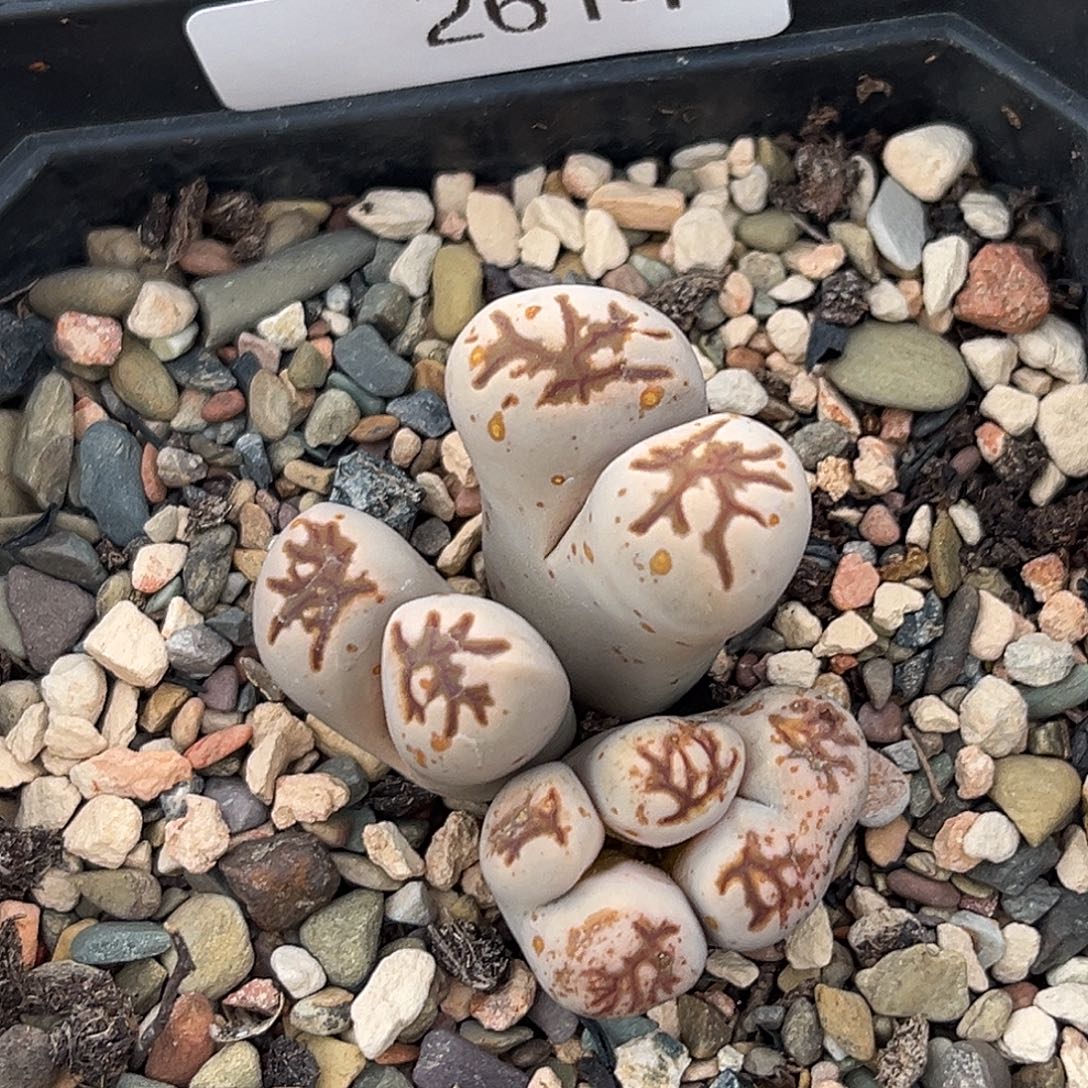 一物一拍菊母本2614怪