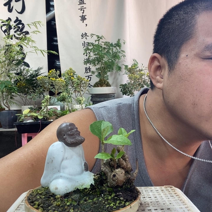 以实际为准盆景盆栽绿植