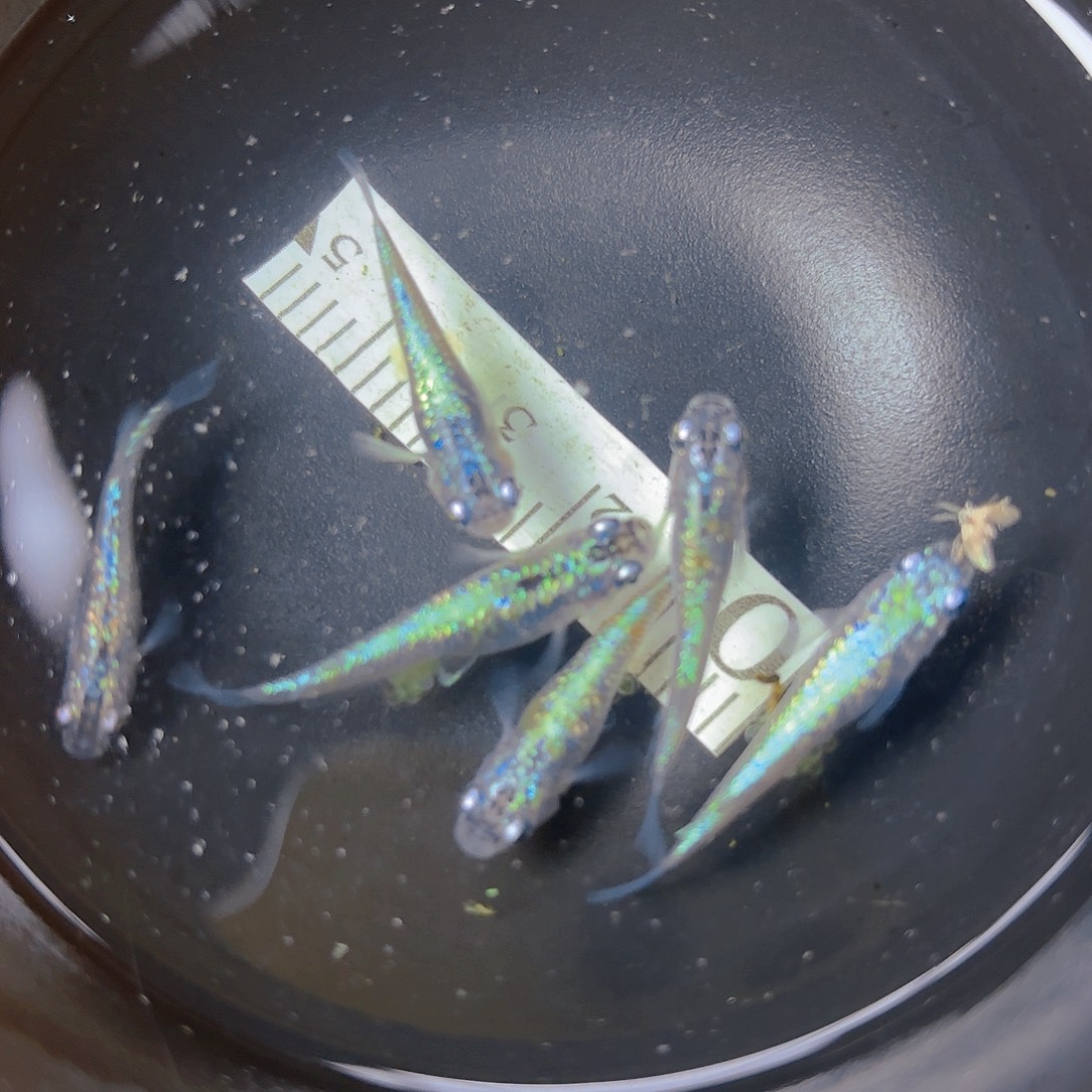 青鳉海王星，1号链接