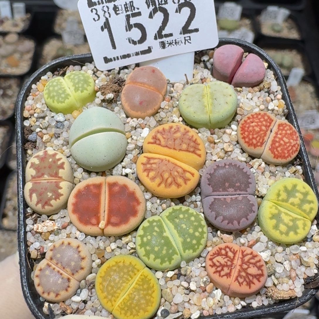 zzzz生石花肉锥1522