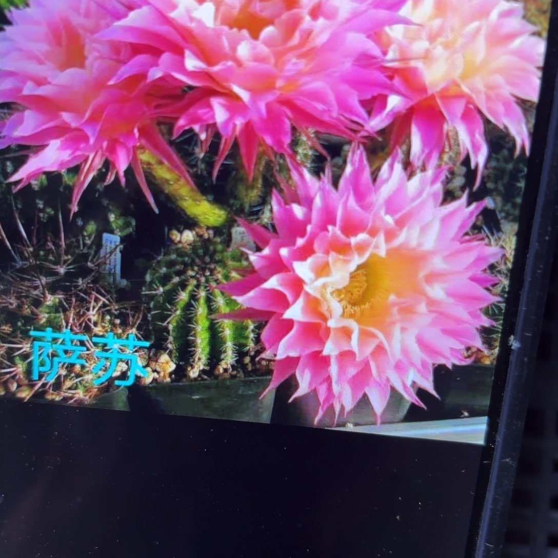 萨淑彩侧牙20包邮35