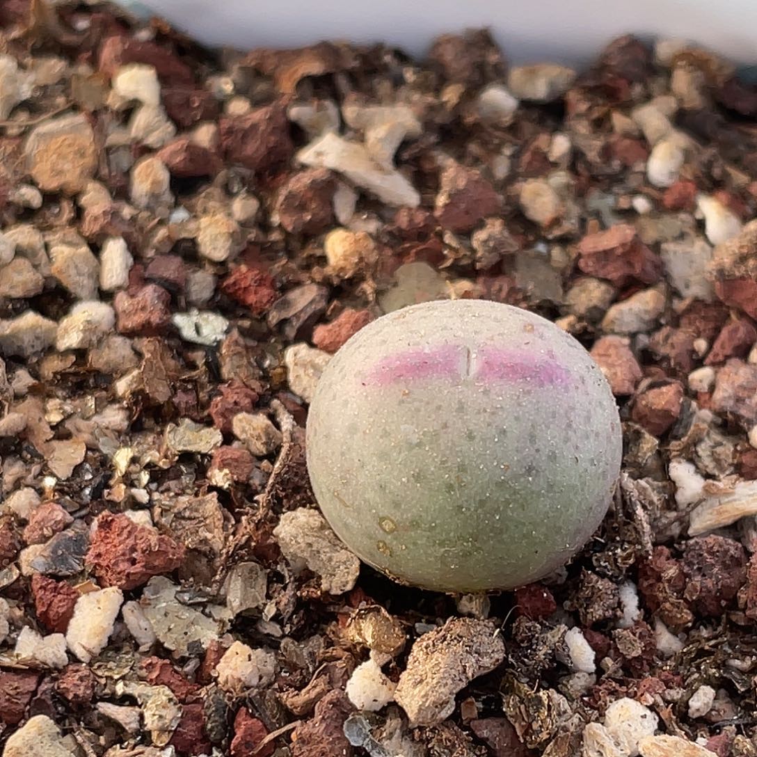 2-99肉锥ssg比卡丘