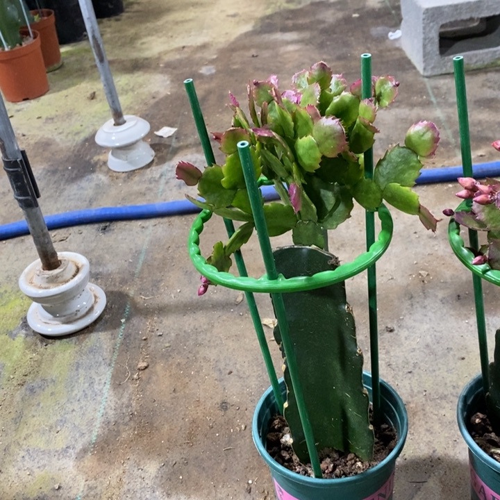 大部分花苞少量开放石*言497嫁接037