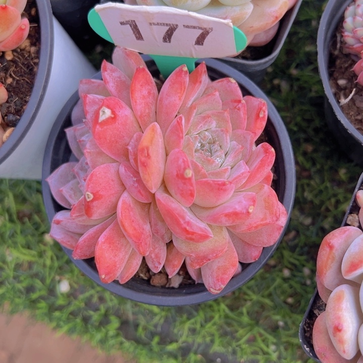 健健康康平平安安