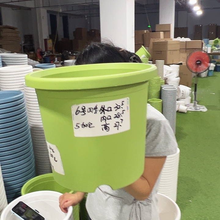 特价6号四季口32.5高27.7果绿5只无托