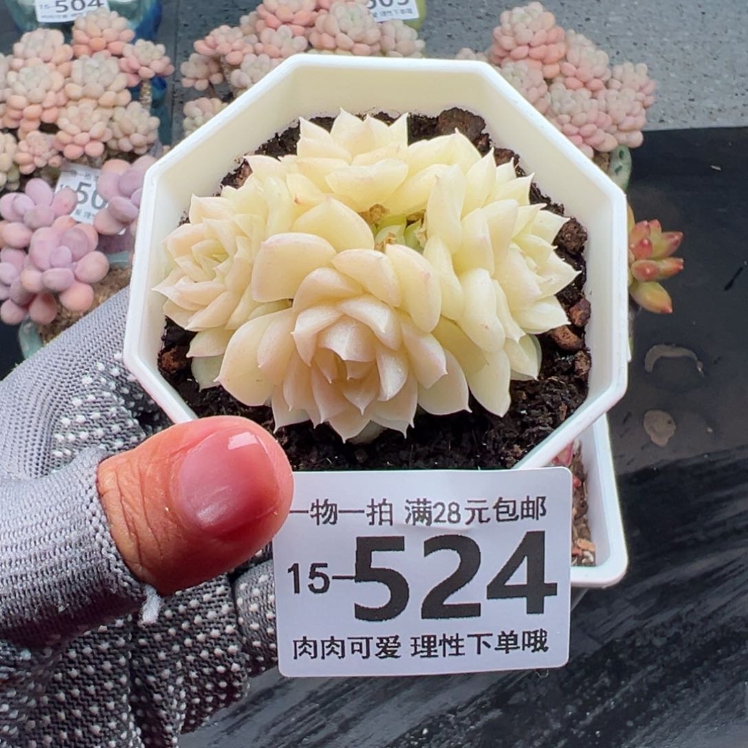 白天鹅麦秆多肉多肉多肉多肉