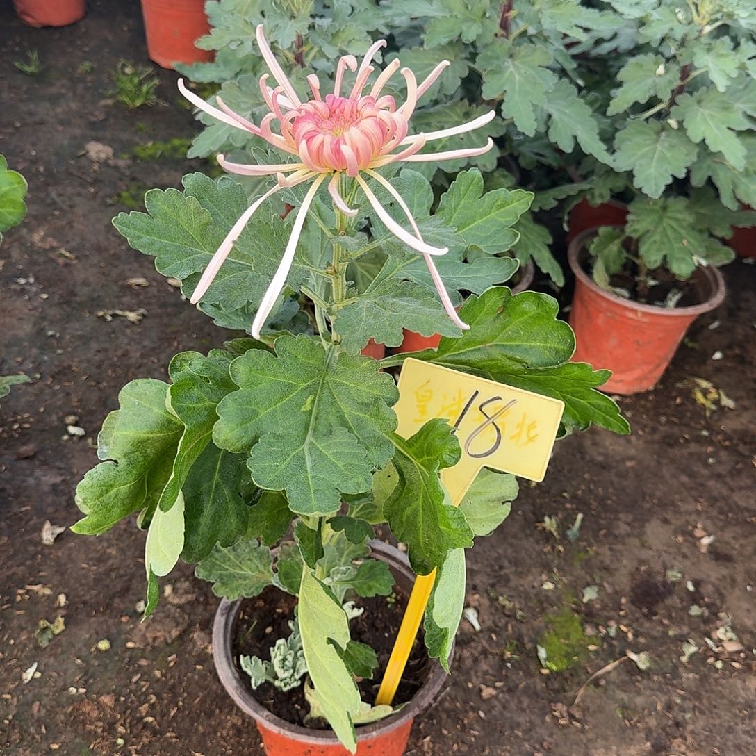 盛***品大部分花苞少量开放18真秀