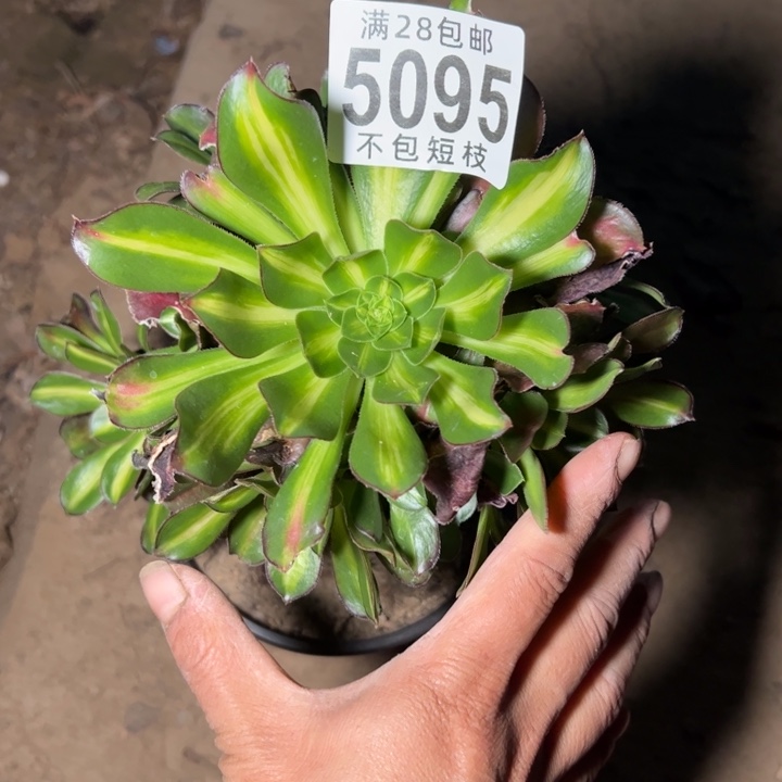 5095爱马仕中斑多肉植物