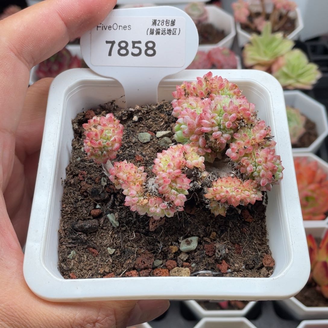7858小粉莓缀7.5厘米