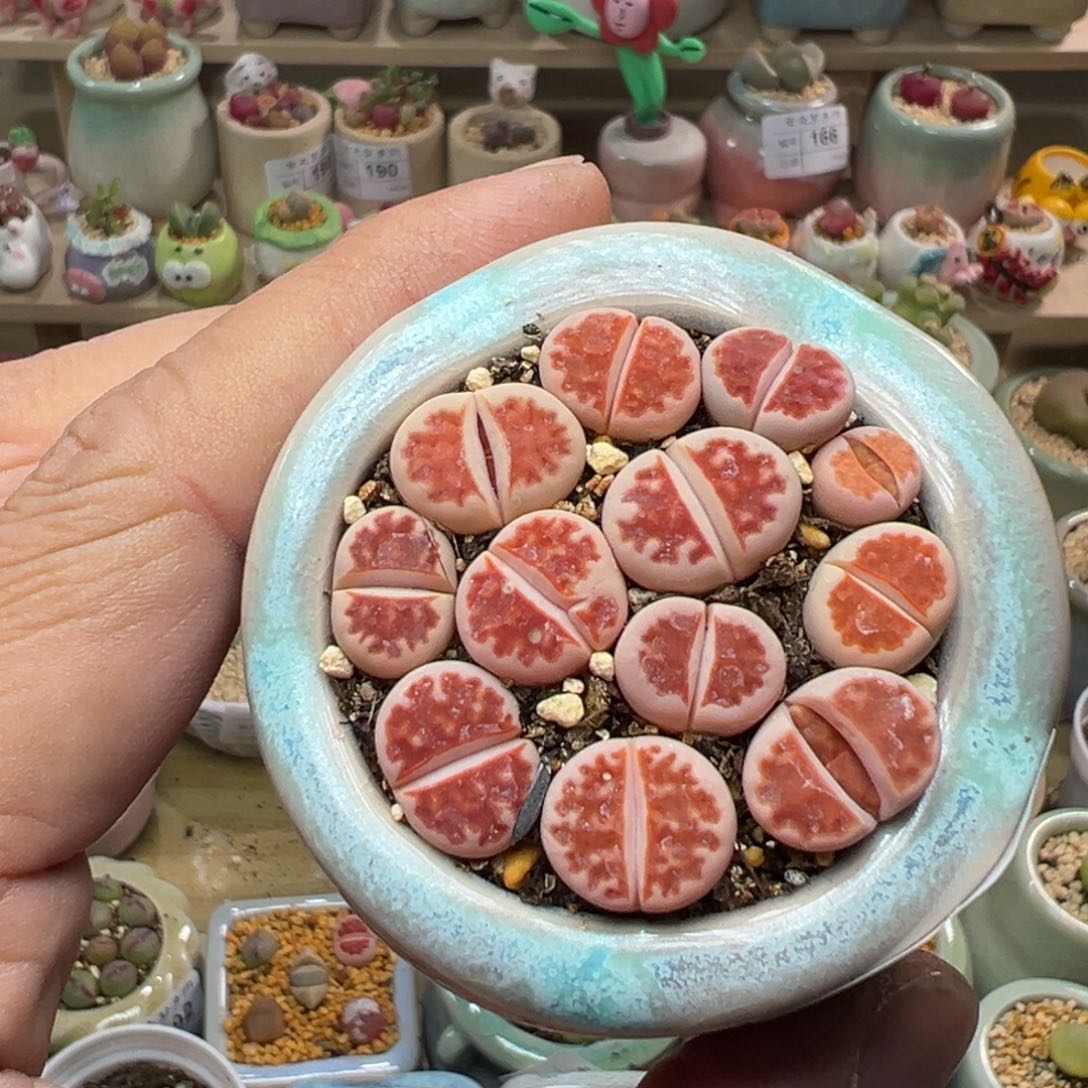 多肉植物实付9，9包邮129