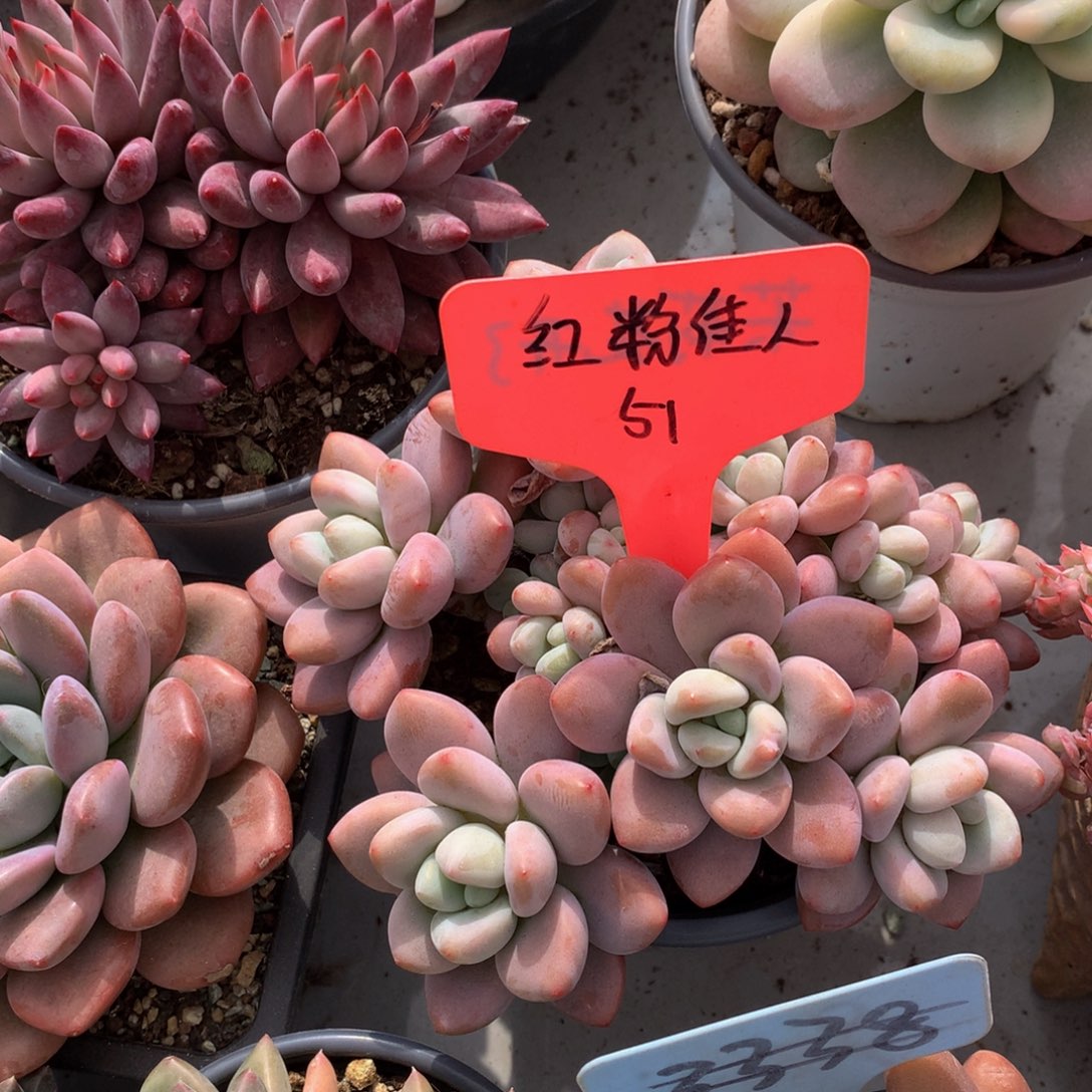 丫***丫洛神7272737373737