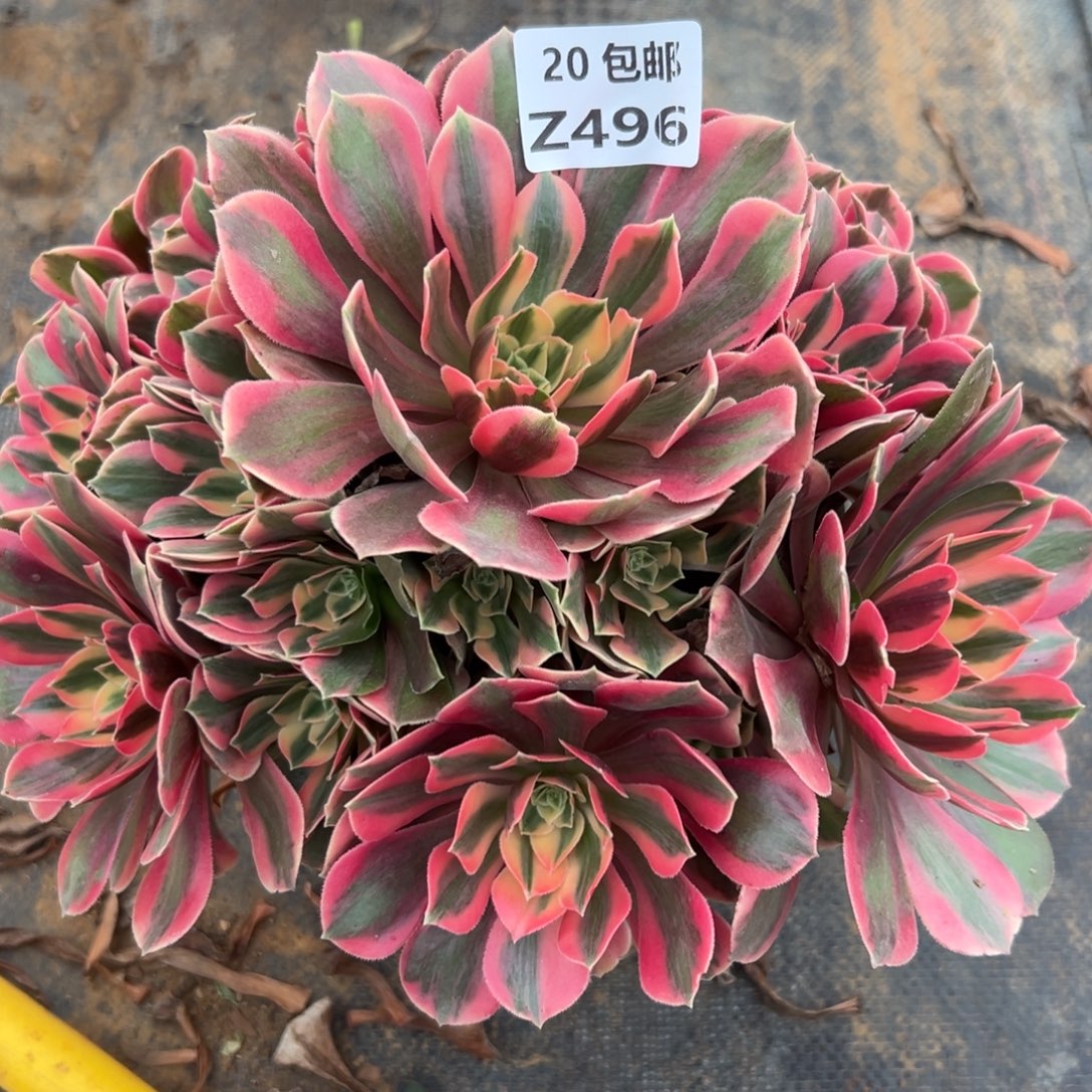 496女妖，多肉法师