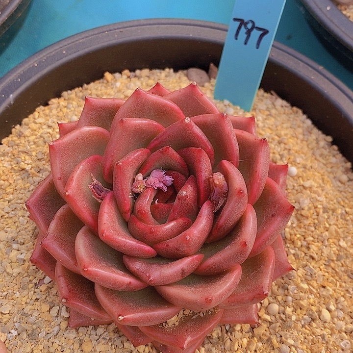 797多肉植物老桩