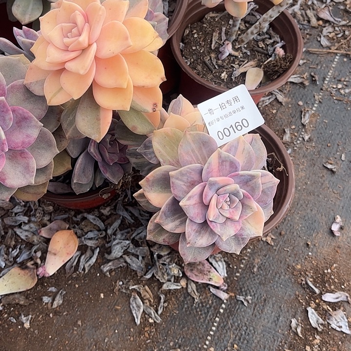 咖***️紫乐锦群，一物一拍