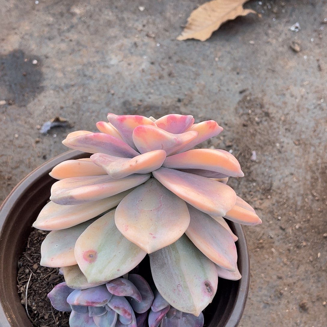 644紫乐锦一物一拍多肉