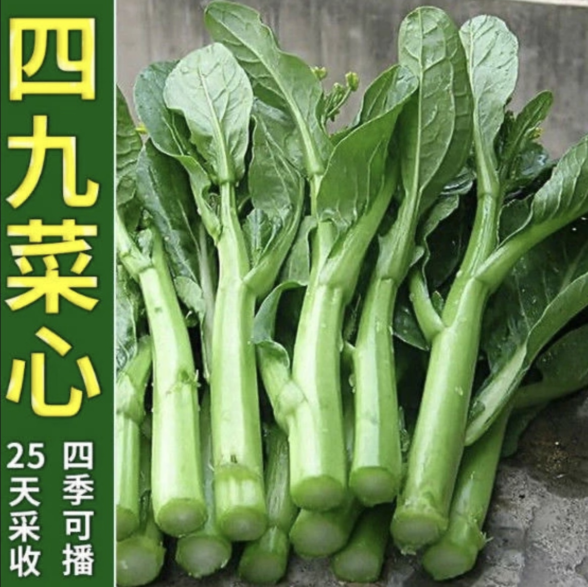 广东四九菜心种子耐热耐寒甜脆抗病连续采摘蔬菜种子（拍2送1）