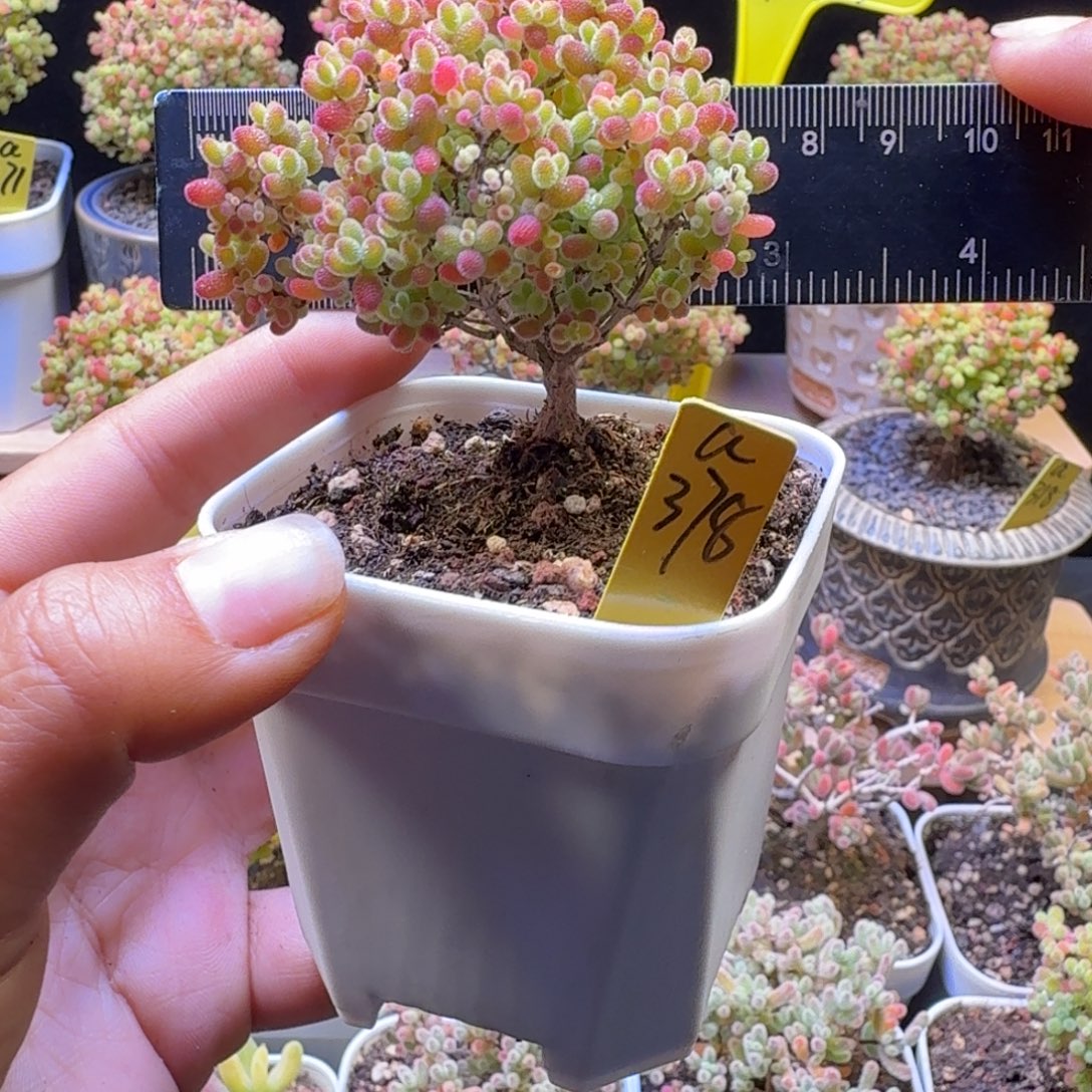 a378号蜜橘冠服6厘米左右