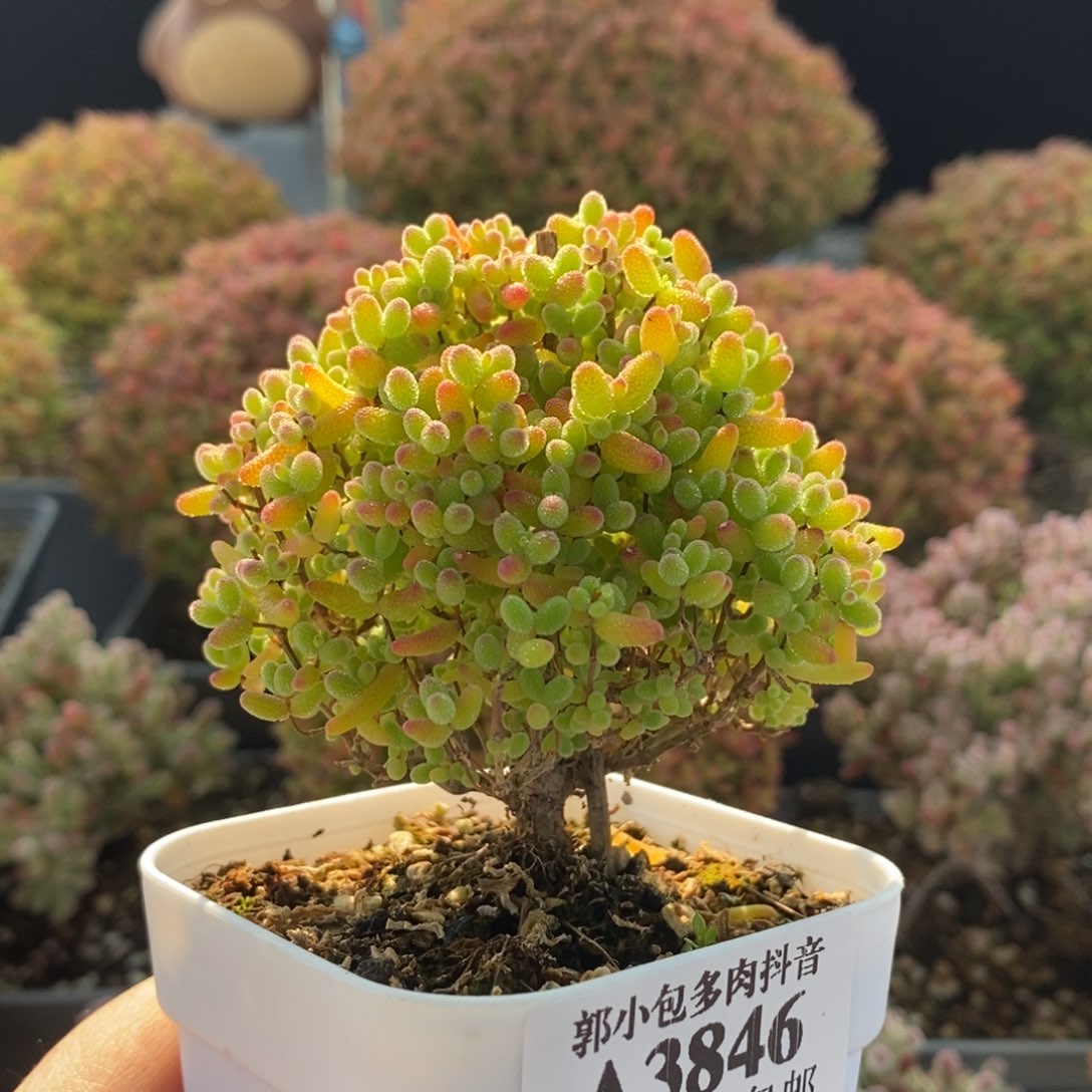 蜜橘糖球3846枝干番杏