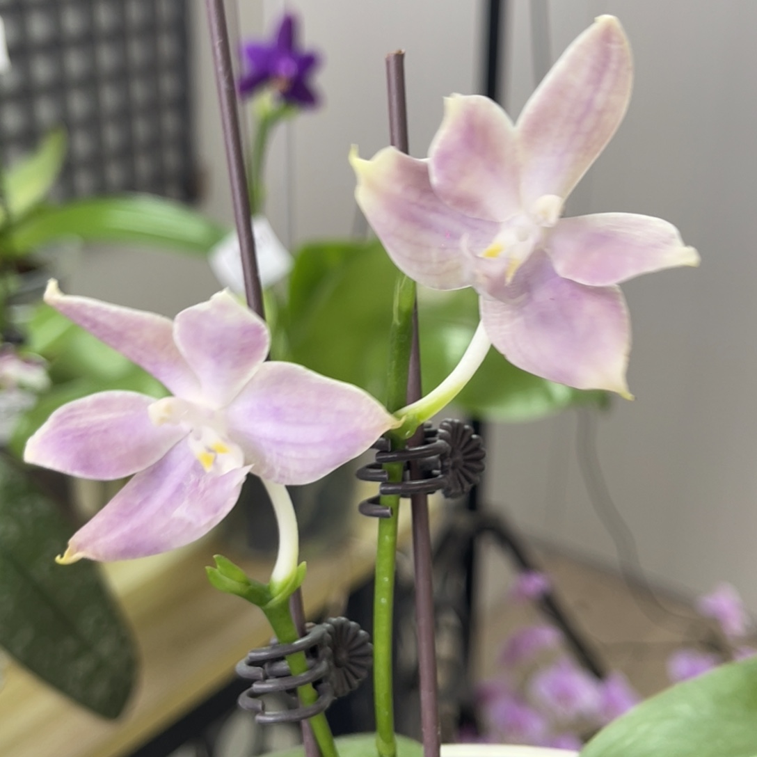 完全开放肉粉色-绝美-878