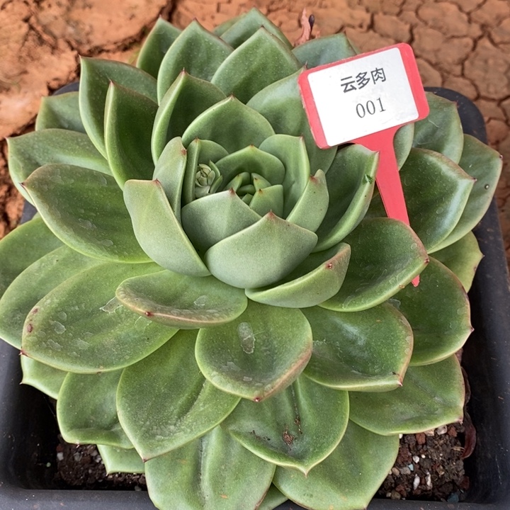 D001- 直播福利 翠鸟