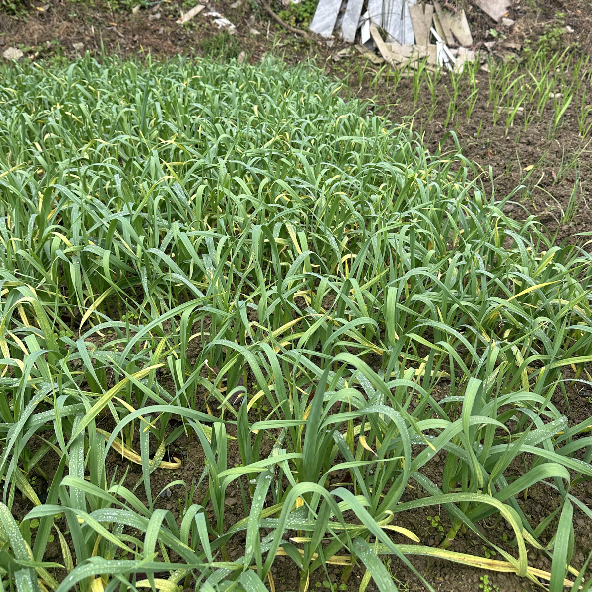 湖南本地小香蒜苗包邮分享