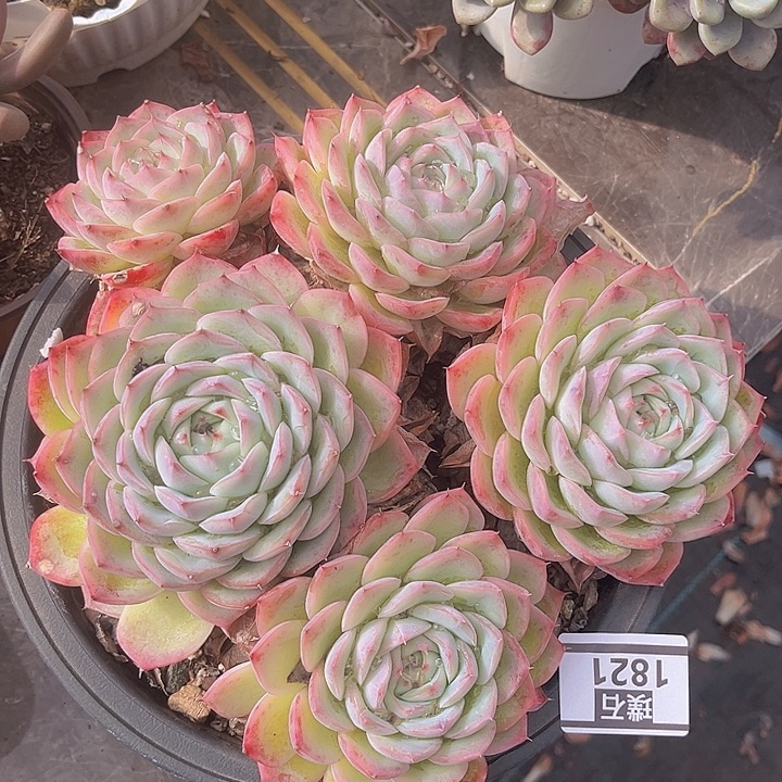 粉水晶1821多肉植物