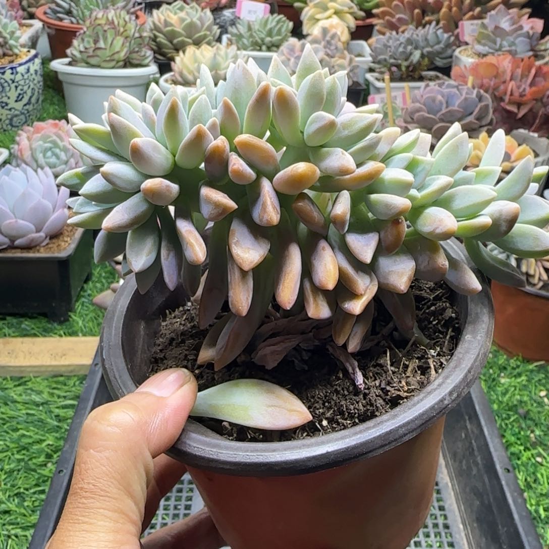 锦安精品多肉植物213