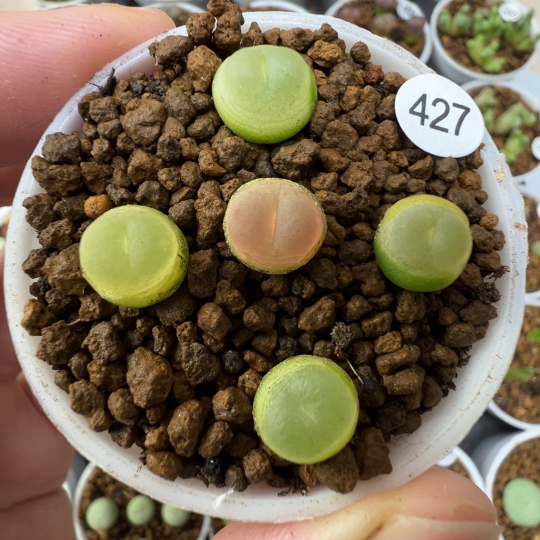 拉登一颗脱土4270000