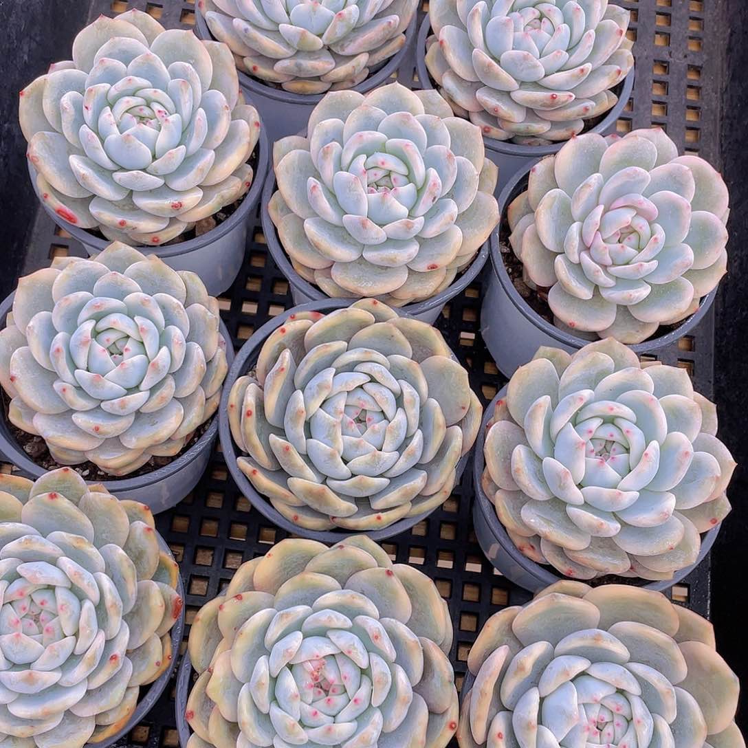 量拍106号 橙梦露锦大单头一个