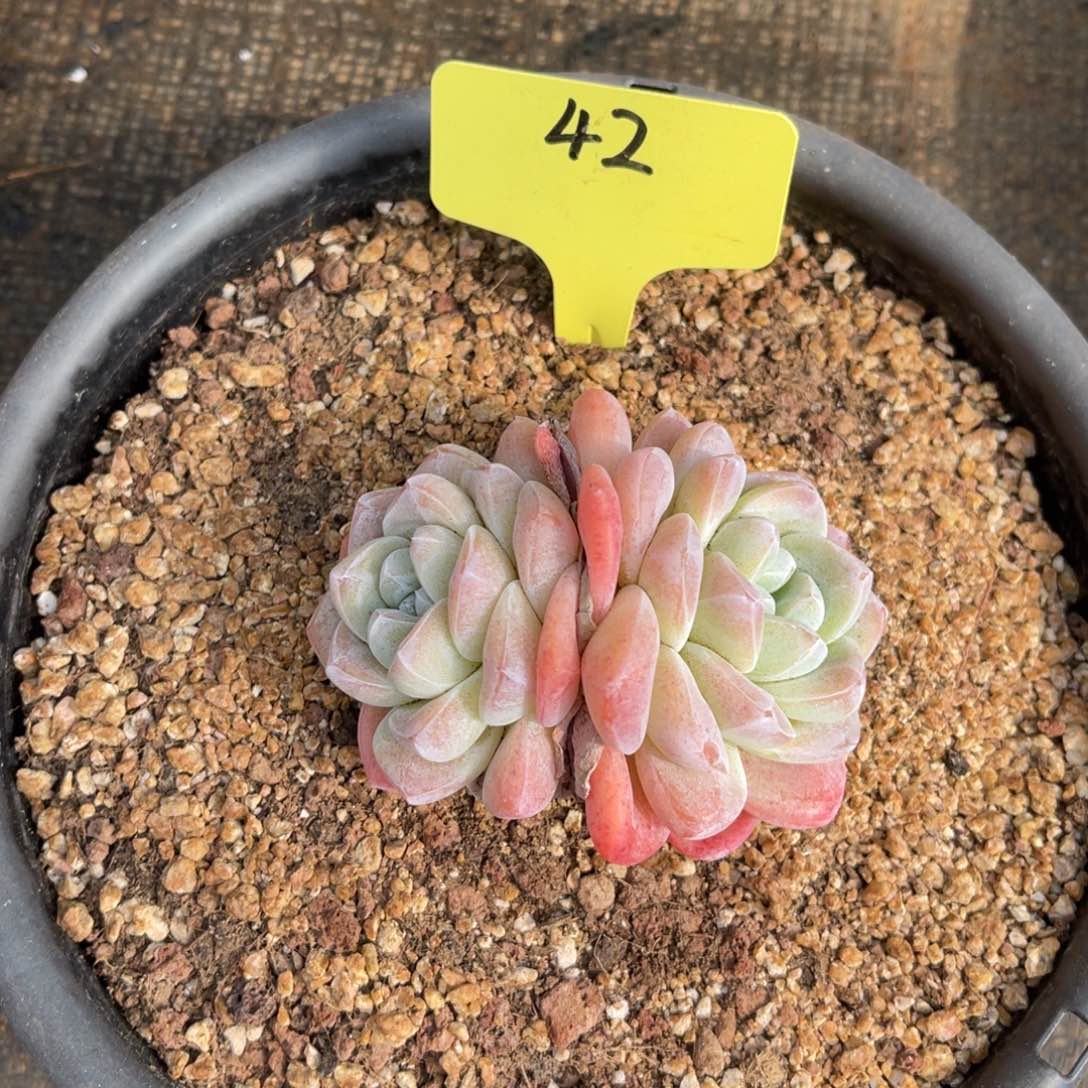 42冰玉8厘米多肉