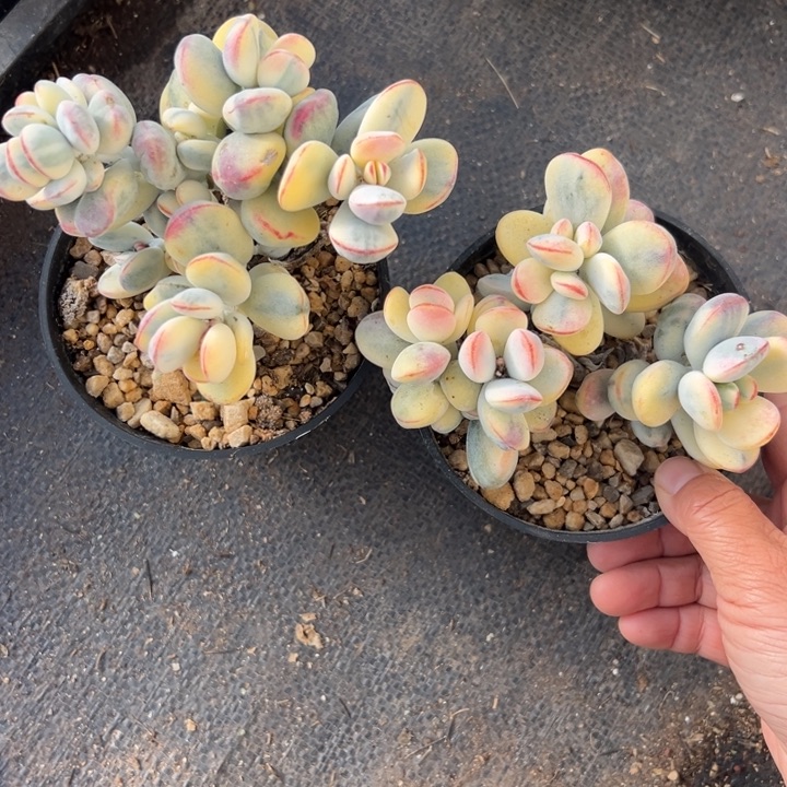 无花朵205号福娘锦两个