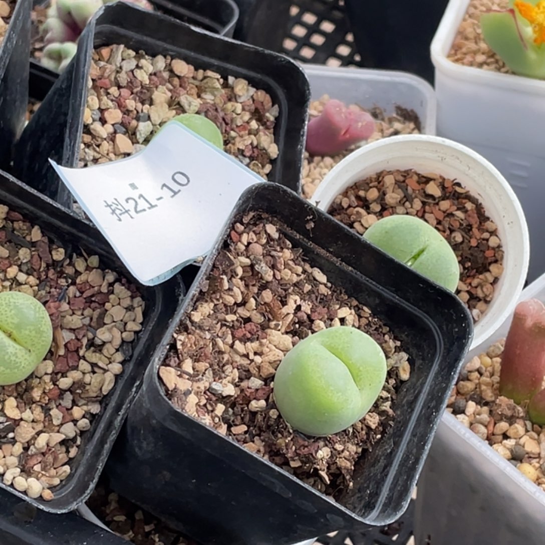 晓***荷21-10肉锥多肉植物