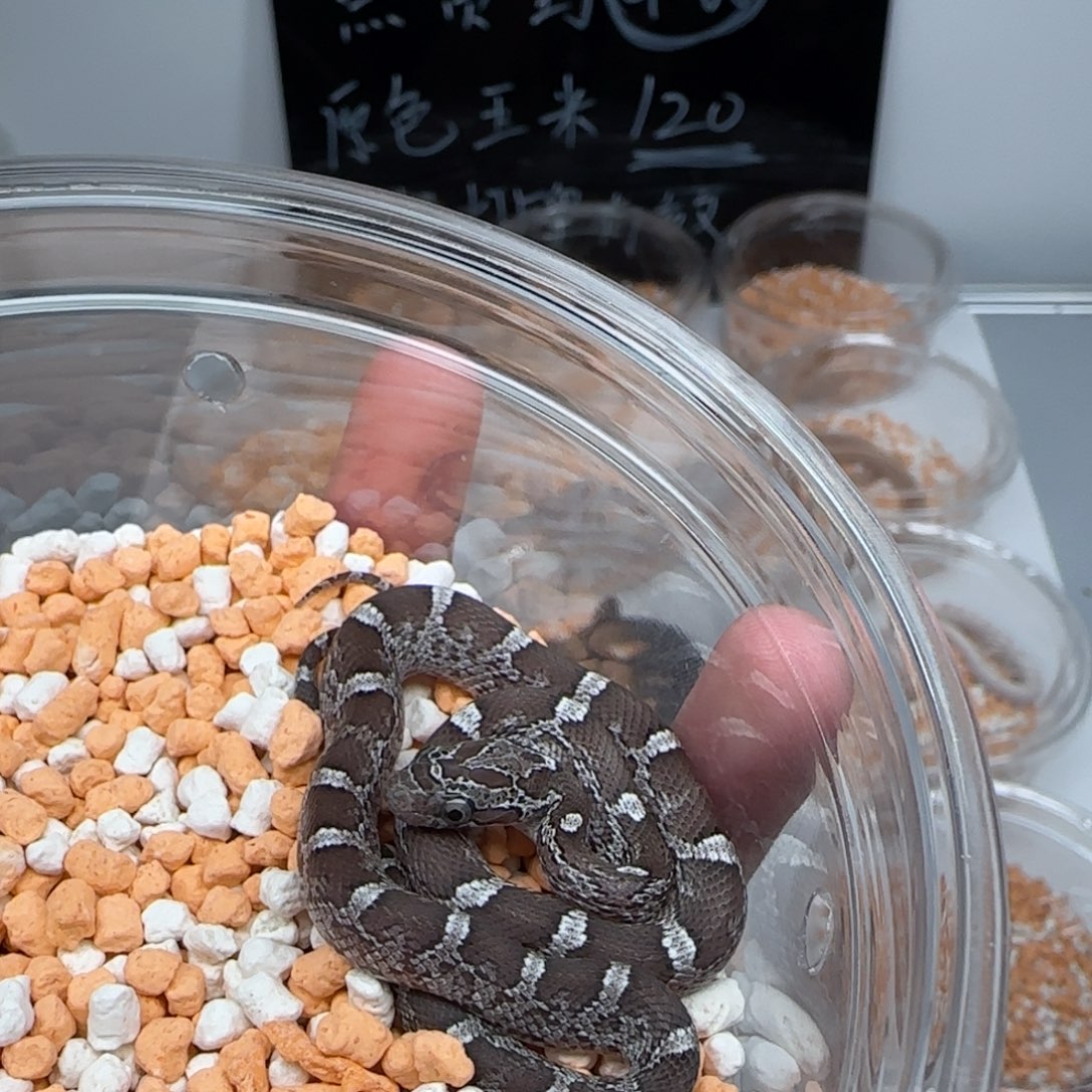 直播间专拍 炭黑妹妹