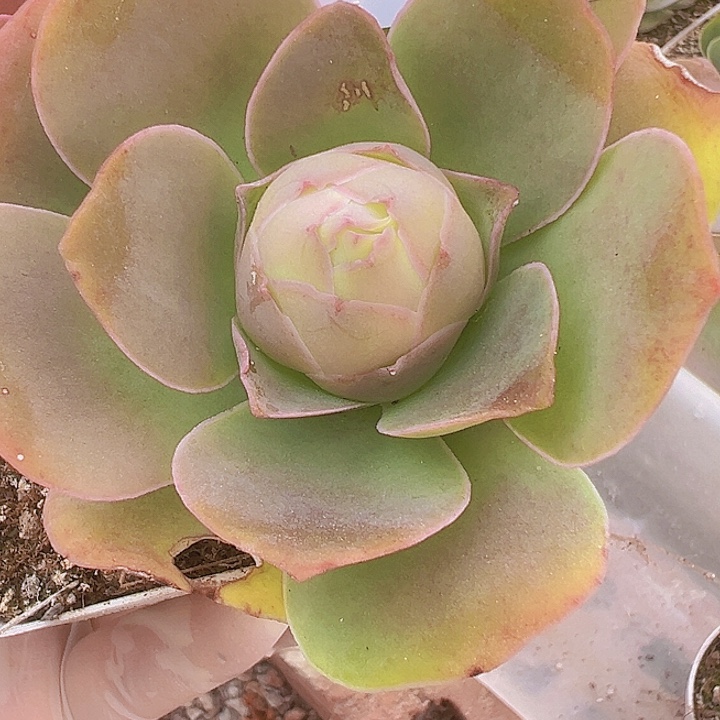 山地玫瑰多肉植物102