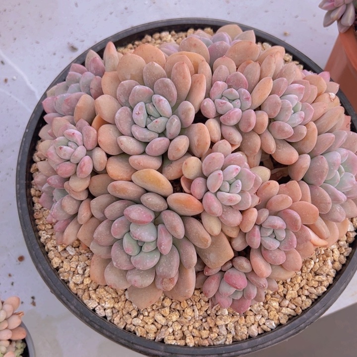 健健康康平平安安