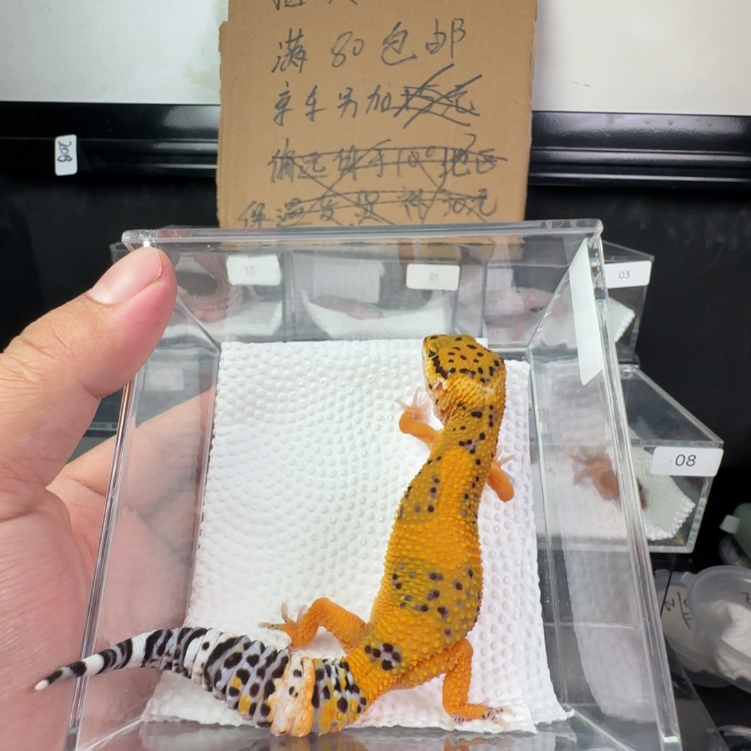 豹纹守宫电橘妹妹