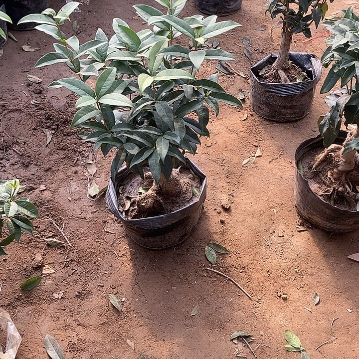 完全开放四季丹桂花