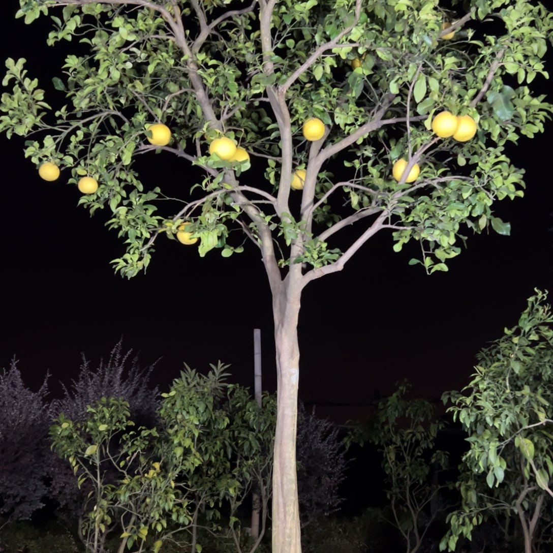 无花朵柚子树好吃好看