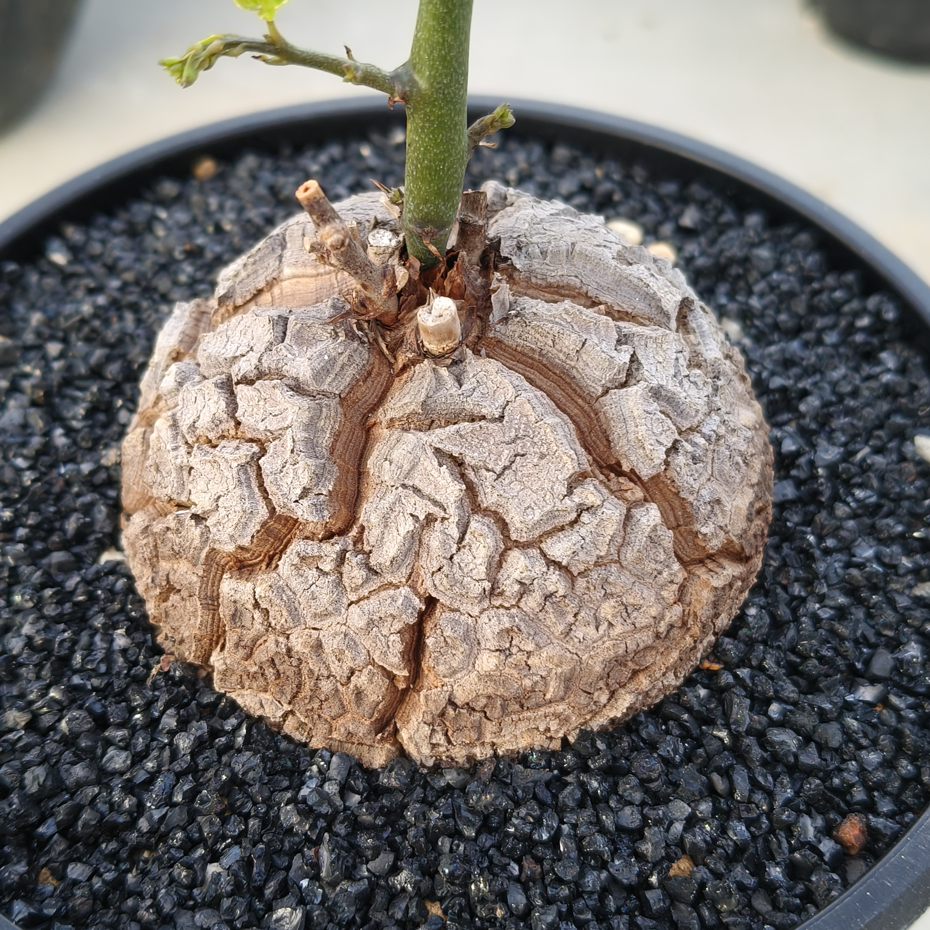 龟甲龙实生块根多肉植物爬藤绿植室内小盆栽带叶发货
