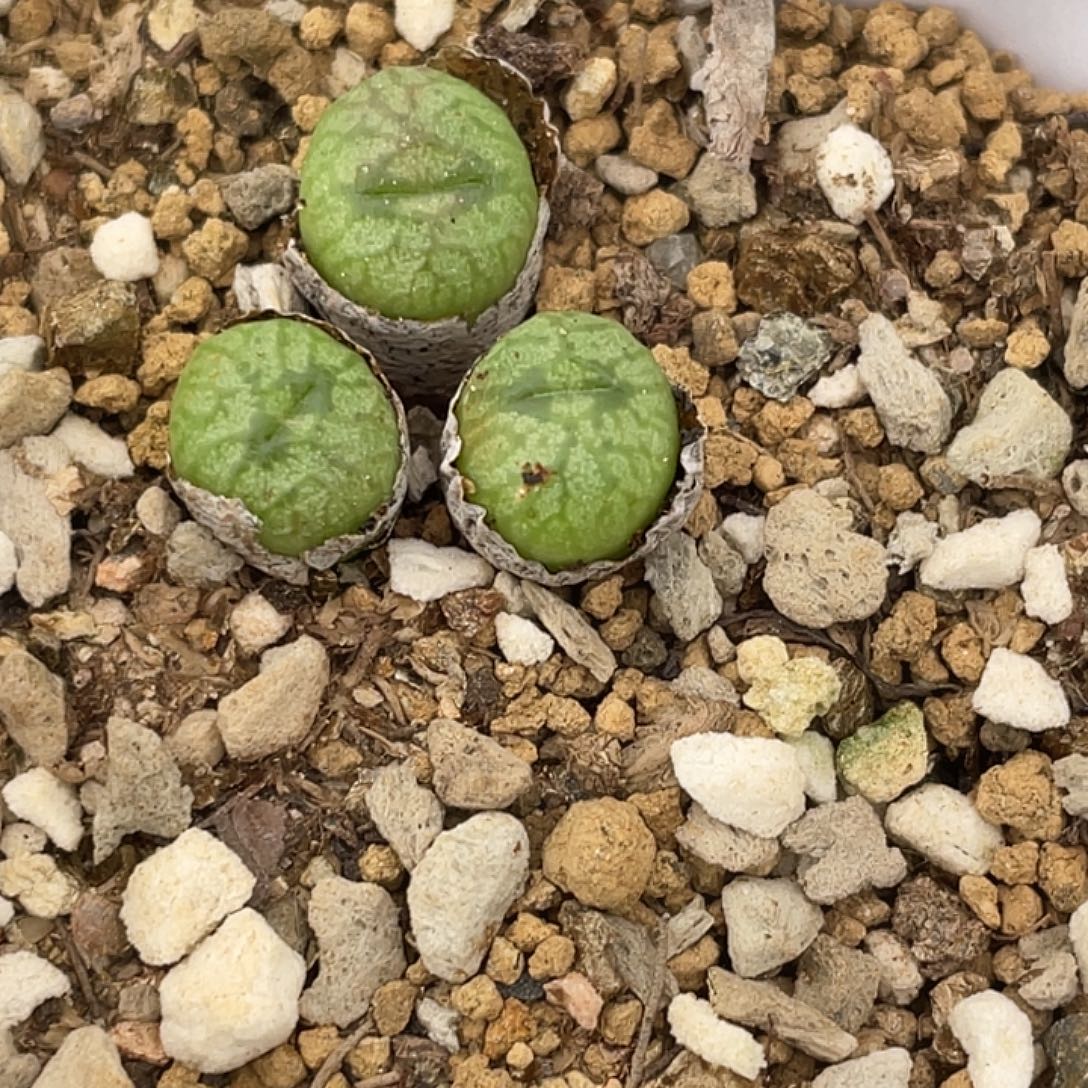 10-126送奶杂多肉植物