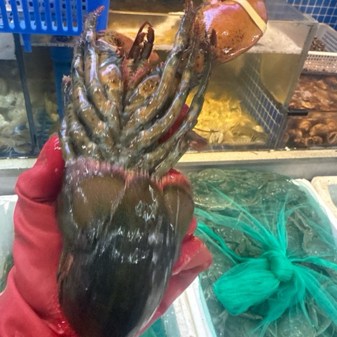 新冻波斯顿龙虾海洋龙虾一只1斤左右冷链直发坏了包赔