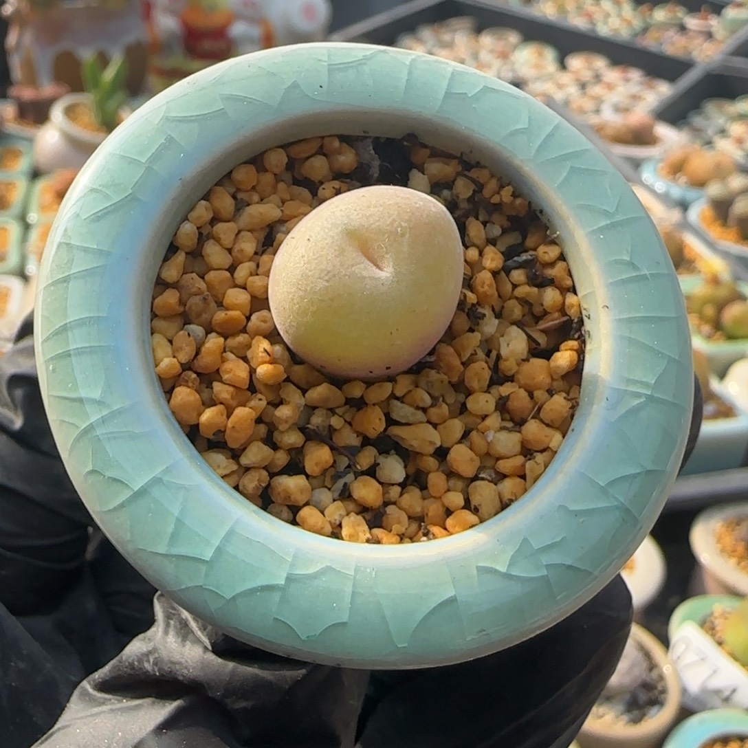 0786--一物一拍 带盆