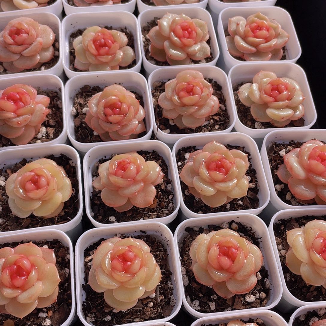 674号 蜜桃甜心珍妮单头一个