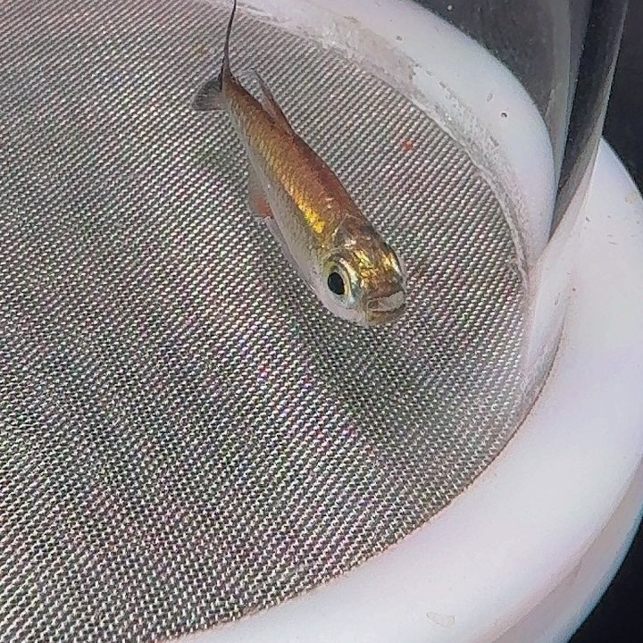 灯科鱼C13-12白金星辰尾1条