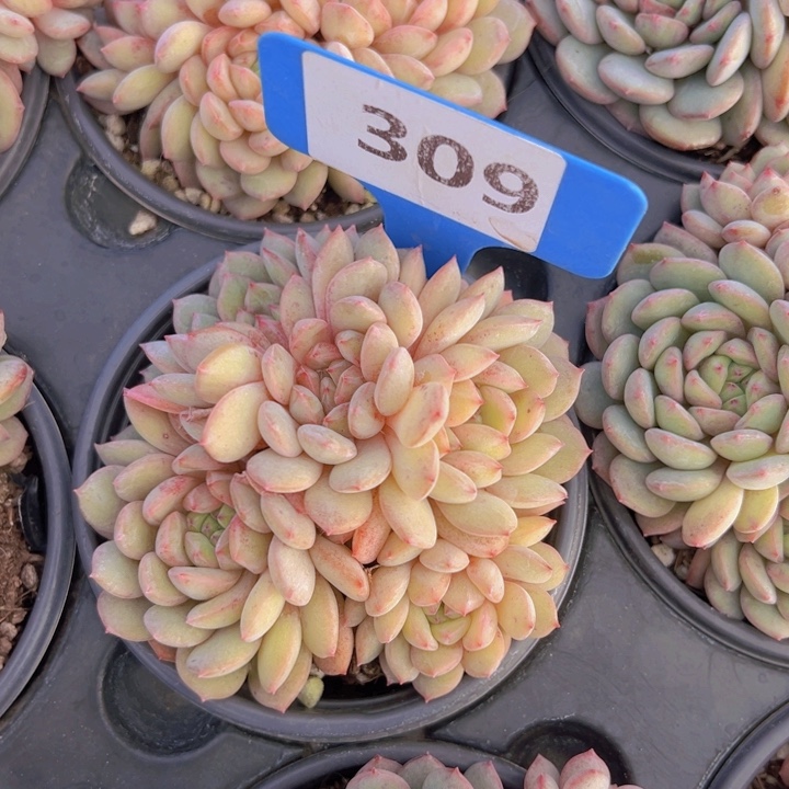 健健康康平平安安