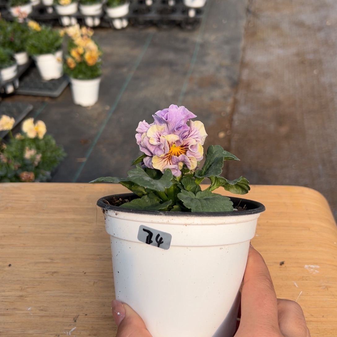 红陶抖音直播闪拍74