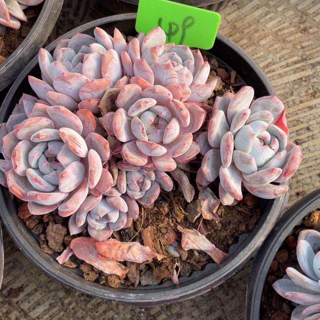 a***a星影群生多头49号