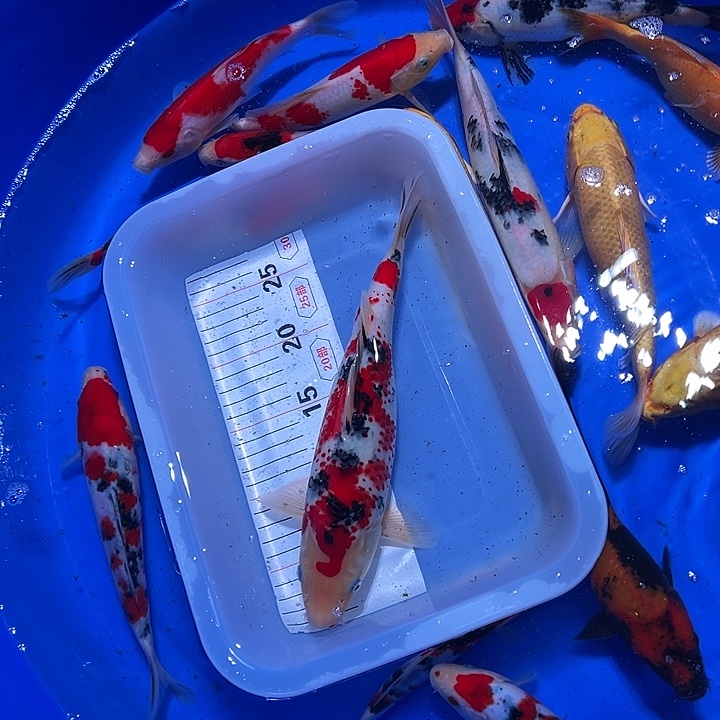 海水鱼锦鲤的繁殖方式