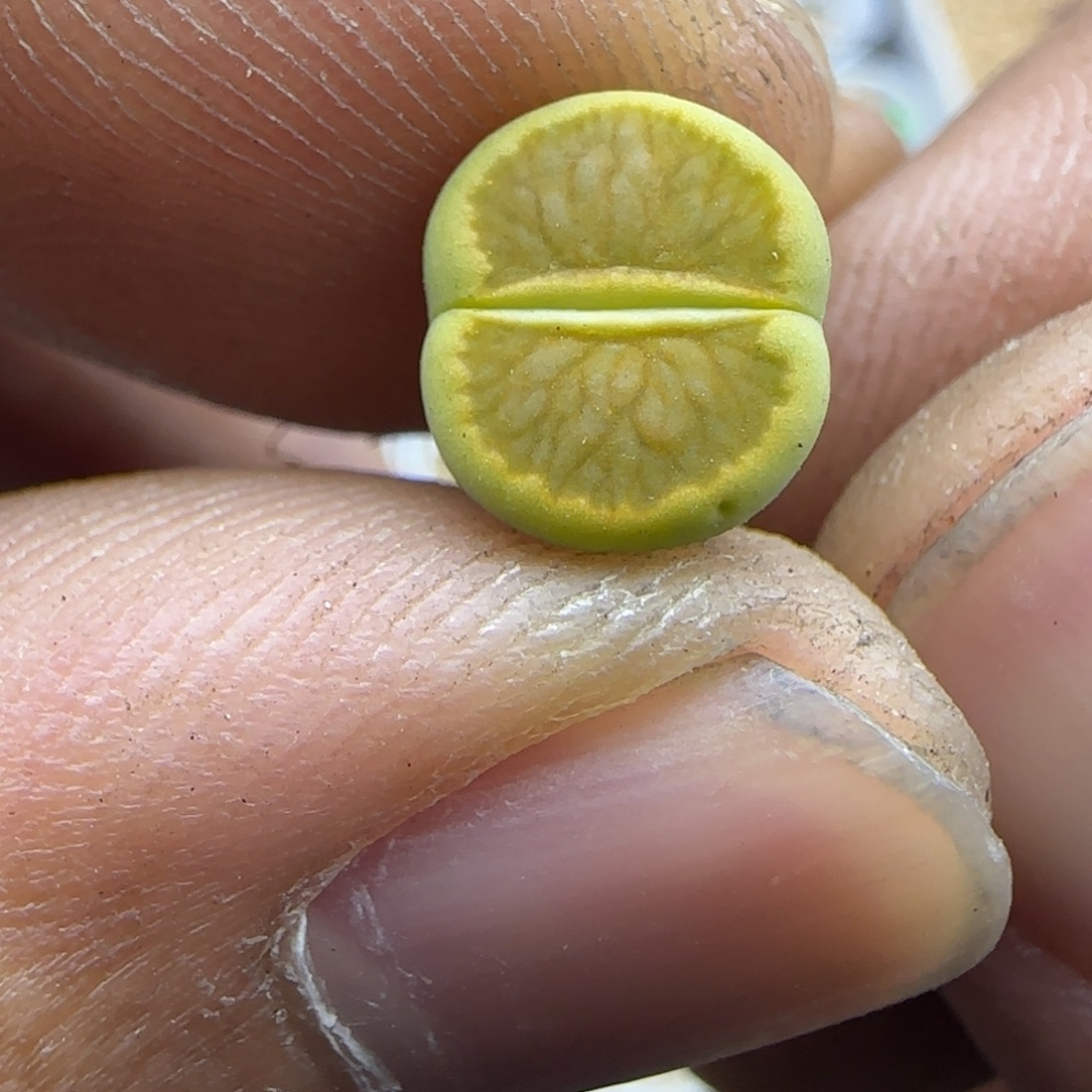 811 生石花大棚直播